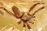 Detailed Fossil Nursery Web Spider (Pisauridae) In Baltic Amber #321726-2